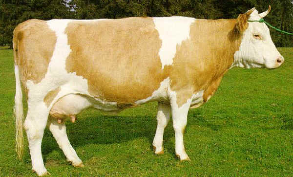 Razze Bovine Simmental 